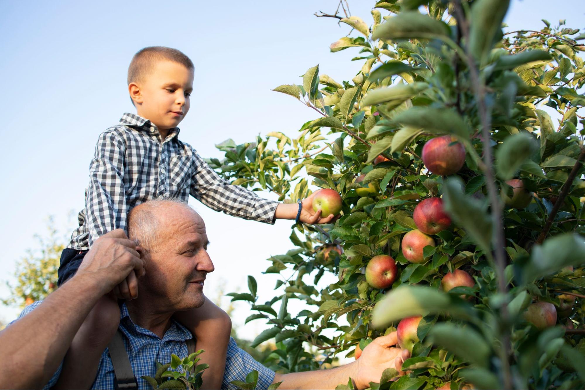 Pourquoi manger des fruits et légumes de saison
