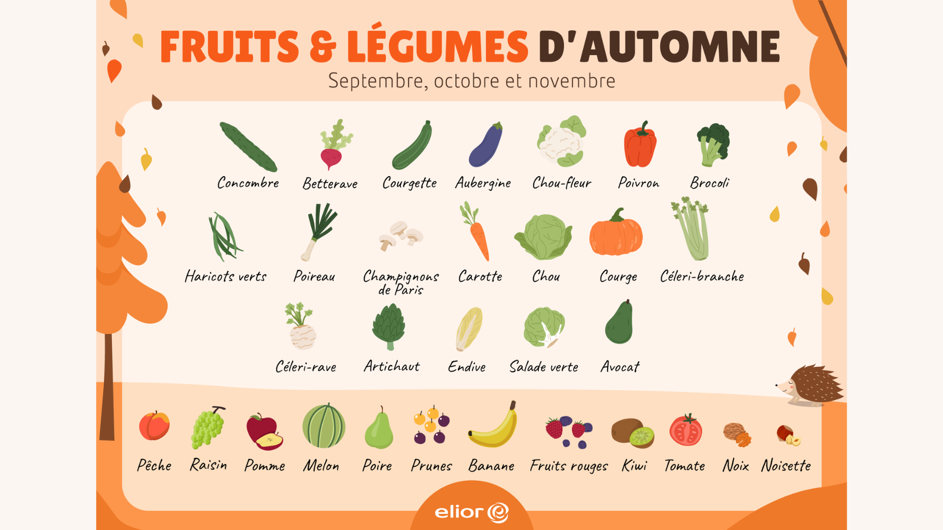 Les fruits et légumes d'automne : concombre, betterave, courgette, aubergine, chou-fleur, poivron, brocoli, haricots verts, poireau, champignons, carotte, chou, courge, céleri-branche, céleri-rave, artichaut, endive, salade, avocat, pêche, raisin, pomme, melon, poire, prune, banane, fruits rouges, kiwi, tomate et noix