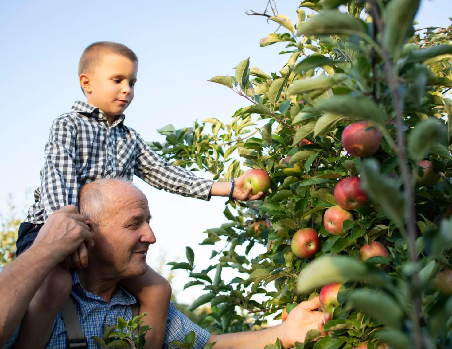 Pourquoi manger des fruits et légumes de saison