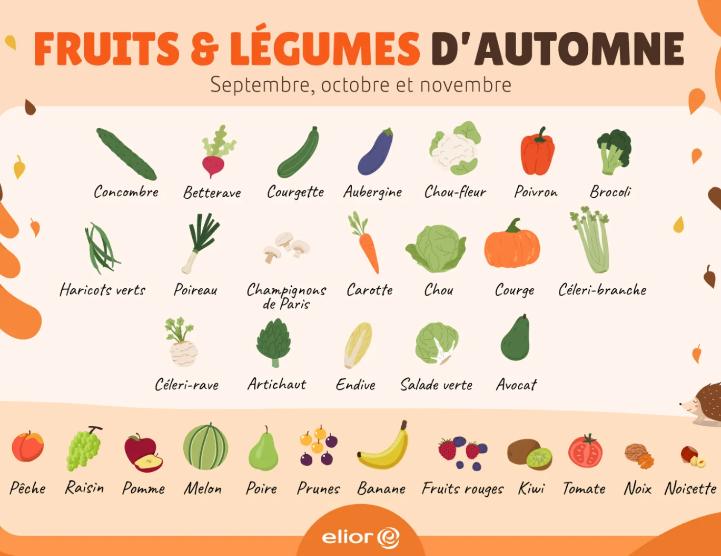 Les fruits et légumes d'automne : concombre, betterave, courgette, aubergine, chou-fleur, poivron, brocoli, haricots verts, poireau, champignons, carotte, chou, courge, céleri-branche, céleri-rave, artichaut, endive, salade, avocat, pêche, raisin, pomme, melon, poire, prune, banane, fruits rouges, kiwi, tomate et noix