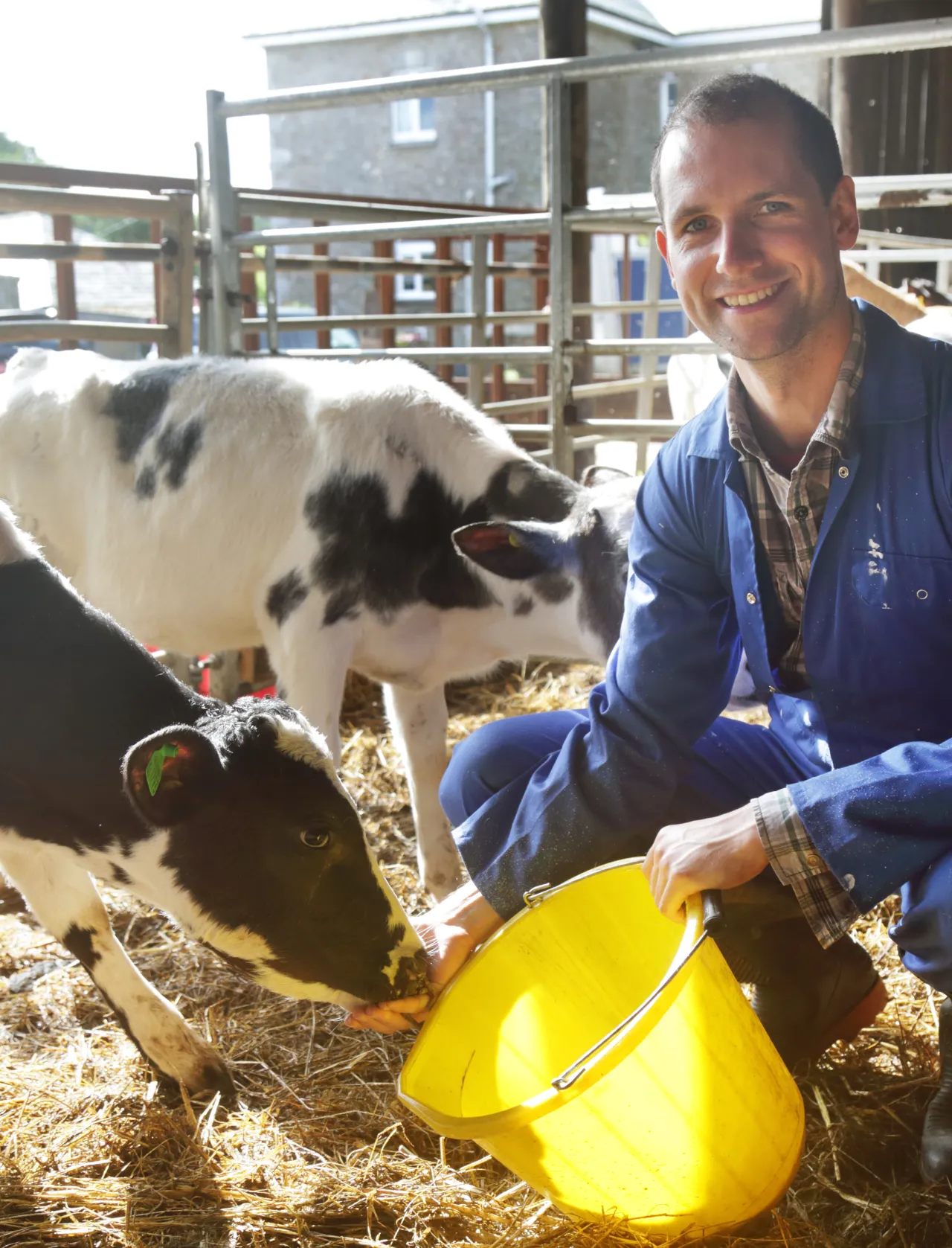 fermier vaches