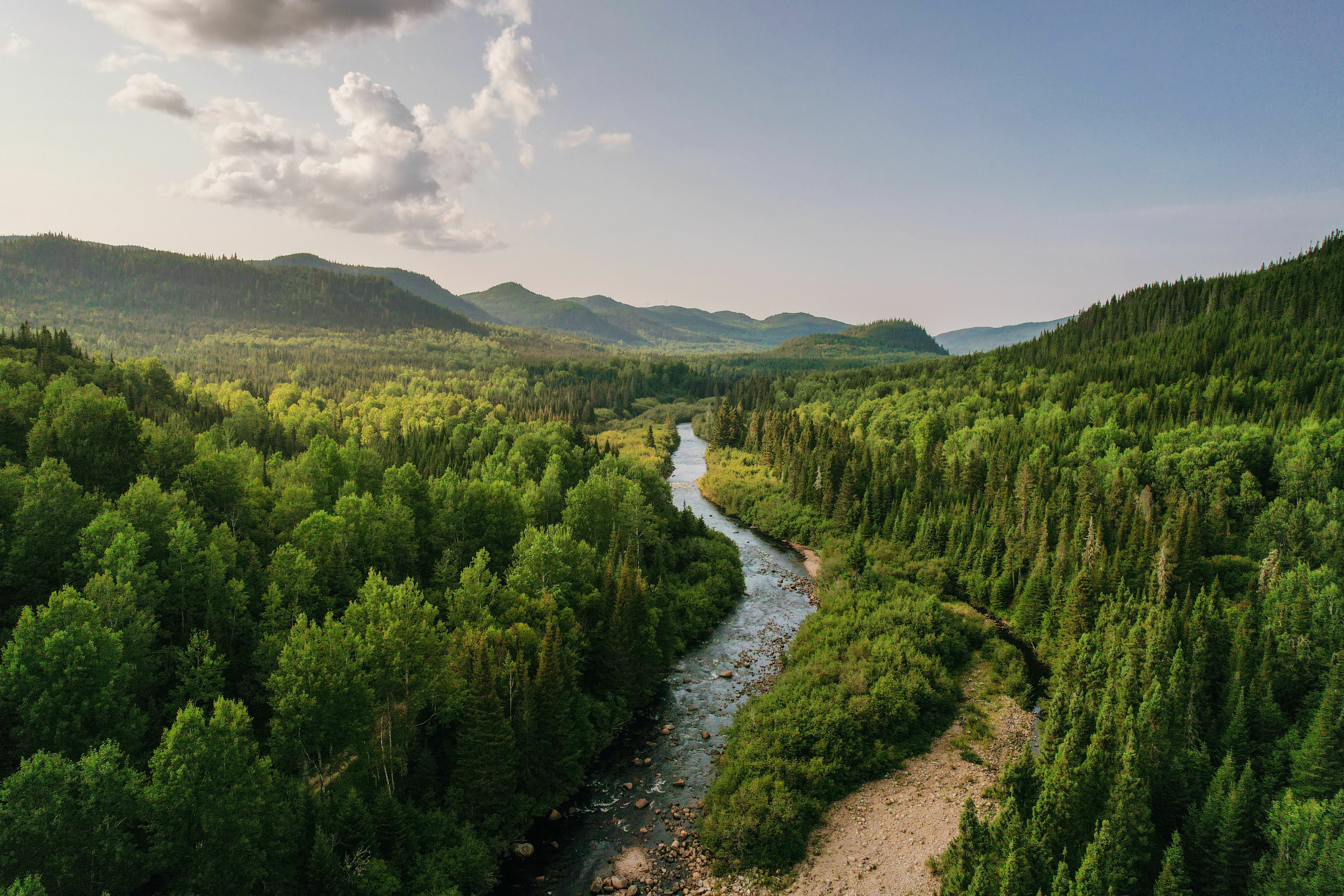 River running though a forest with mountains and skyline in background