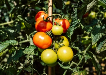 Fresh, locally grown tomatoes ripening on the vine, representing Elior North America’s commitment to responsible food sourcing and sustainable food practices.