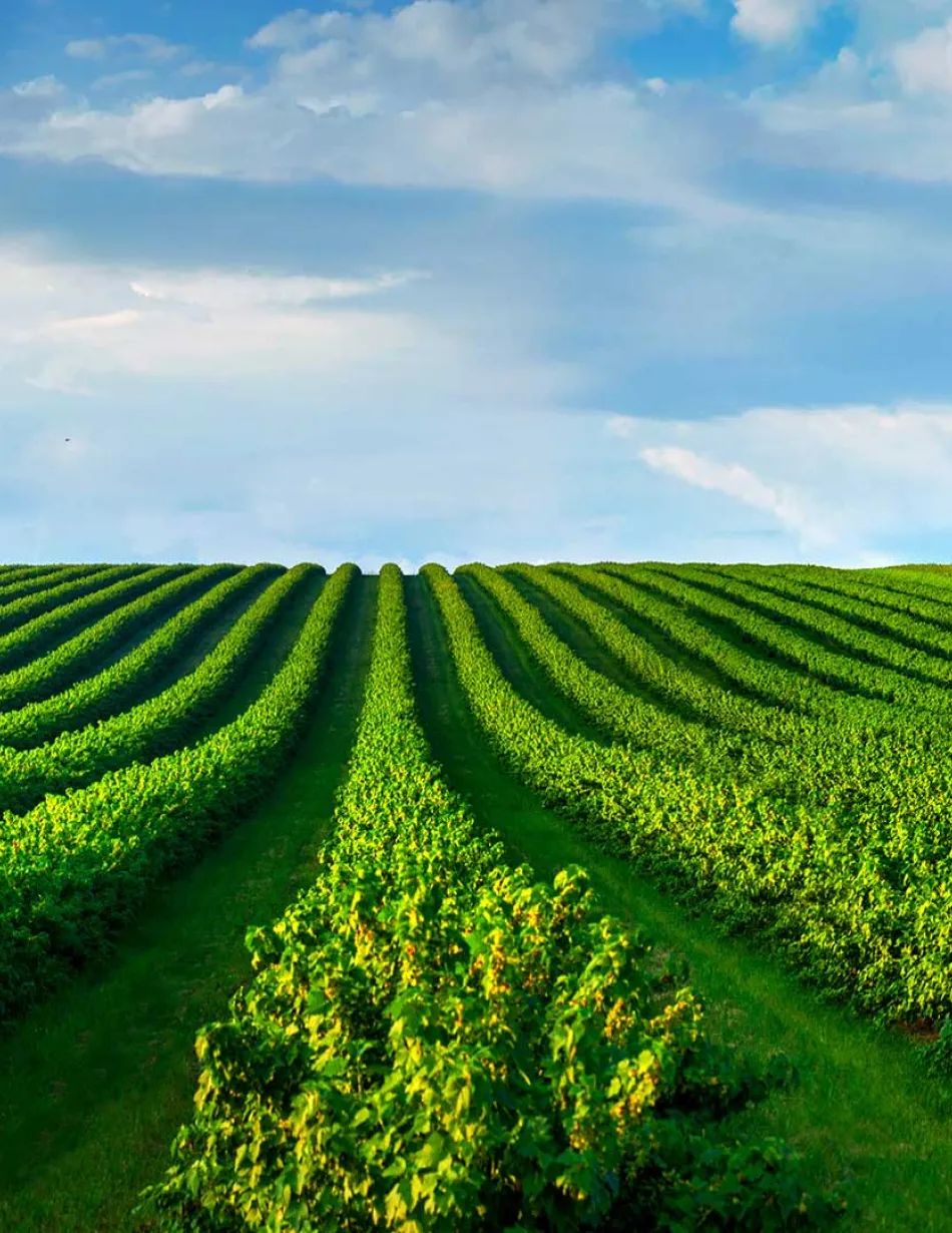 Field and sky